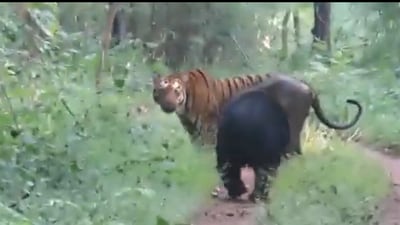 Picture of a bear approaching a tiger. (Twitter/@SusantaNanda) Picture of a bear approaching a tiger. (Twitter/@SusantaNanda)