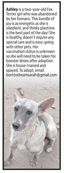 An adoption appeal for Ashley was printed in HT City, dated 7 August 2023. An adoption appeal for Ashley was printed in HT City, dated 7 August 2023.