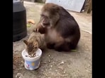 Picture of the monkey and the cat together. Picture of the monkey and the cat together.