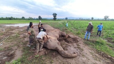 11 people died in past 15 days at Karnataka due to human-animal conflict (Pic for representation) 11 people died in past 15 days at Karnataka due to human-animal conflict (Pic for representation)
