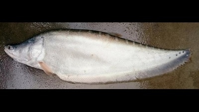 Chitala fish (Sourced pic for representation)