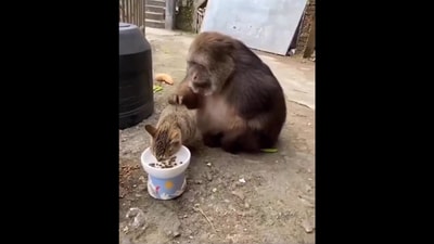 Picture of the monkey and the cat together. (Twitter/@buitengebieden)