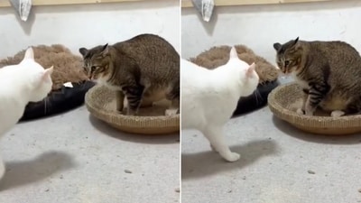 The image shows the cats looking at each other. (X/@Baskerville84) The image shows the cats looking at each other. (X/@Baskerville84)