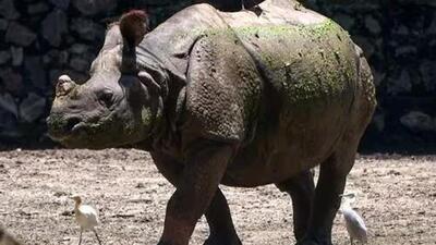 So far, three adult rhinoceros have been found dead in the state this year with two dying this month alone. (Representative photo) So far, three adult rhinoceros have been found dead in the state this year with two dying this month alone. (Representative photo)