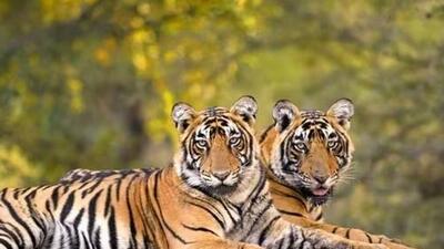 The big cat population in Rajasthan has reached around 120. (PTI file image) The big cat population in Rajasthan has reached around 120. (PTI file image)