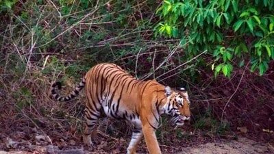 The officials have urged villagers to remain indoors in the evenings and to report any tiger sightings promptly (HT Archives) The officials have urged villagers to remain indoors in the evenings and to report any tiger sightings promptly (HT Archives)