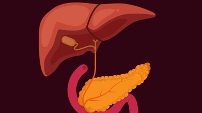 Behavior of early pancreas cells: Study (Shutterstock)
