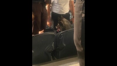 Dog watching the band perform from the stands of a stadium in California. (Facebook/Metallica) Dog watching the band perform from the stands of a stadium in California. (Facebook/Metallica)