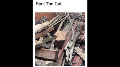 Optical Illusion: Can you spot a cat in this seek-and-find image? (X/@KrutiNaik13) Optical Illusion: Can you spot a cat in this seek-and-find image? (X/@KrutiNaik13)