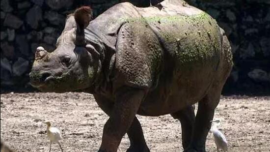 So far, three adult rhinoceros have been found dead in the state this year with two dying this month alone. (Representative photo)