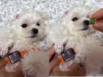 Dog's reaction to receiving treats. Dog's reaction to receiving treats.