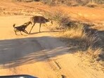 Dog chased the buck and caught hold of one of its hind legs. Dog chased the buck and caught hold of one of its hind legs.