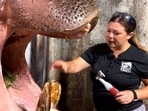 Keeper performing a dental procedure on the hippo. Keeper performing a dental procedure on the hippo.