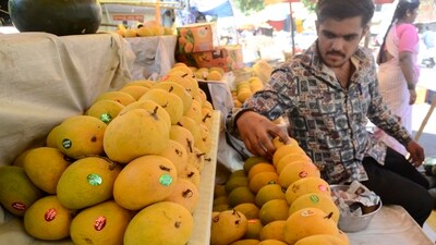 Bengaluru airport observes 124 per cent raise of mango exports in 2023. Bengaluru airport observes 124 per cent raise of mango exports in 2023.