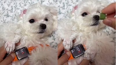 Dog's reaction to receiving treats. (Instagram/@wooyoobusan) Dog's reaction to receiving treats. (Instagram/@wooyoobusan)