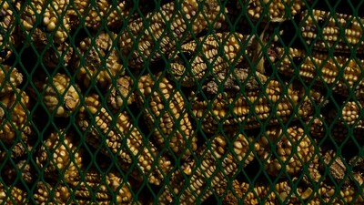Brazil had only broken US farmers' decades of dominance in corn exports once previously, in 2013. (AP)