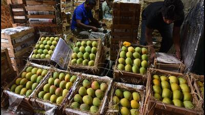 Navi Mumbai, India - March 22, 2023:With Gudi Padwa, 50,000 Alphonso mangoes enter APMC market at Turbhe . in Navi Mumbai, India, on Wednesday, March 22, 2023. (Photo by Bachchan Kumar/ HT PHOTO) (HT PHOTO) Navi Mumbai, India - March 22, 2023:With Gudi Padwa, 50,000 Alphonso mangoes enter APMC market at Turbhe . in Navi Mumbai, India, on Wednesday, March 22, 2023. (Photo by Bachchan Kumar/ HT PHOTO) (HT PHOTO)