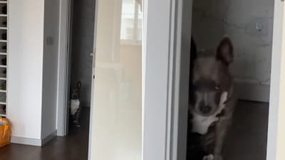 The image shows a dog peeping inside a kitchen from behind a door. (Reddit/@khadaffy) The image shows a dog peeping inside a kitchen from behind a door. (Reddit/@khadaffy)