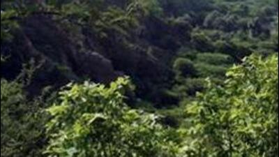 The Union environment ministry issues a notification constituting a permanent “Central Empowered Committee” on environmental issues. (HT Archive) The Union environment ministry issues a notification constituting a permanent “Central Empowered Committee” on environmental issues. (HT Archive)