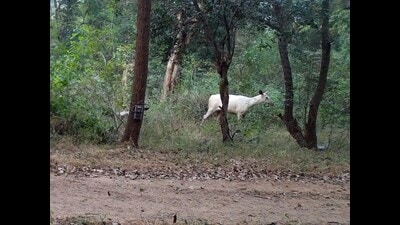 The female sambar was seen accompanying another adult female sambar. (HT Photo)