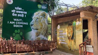 The lion enclosure has been ready for more than two years, and a lion exchange programme was almost confirmed from the Sakkarbaug Zoo, Junagadh, in exchange for zebras from Israel, the official said, adding, “But at the last minute, the approval for zebras was redacted, and the exchange has been stuck ever since. Even now, there is no estimated time of arrival for the lions.” (HT PHOTO) The lion enclosure has been ready for more than two years, and a lion exchange programme was almost confirmed from the Sakkarbaug Zoo, Junagadh, in exchange for zebras from Israel, the official said, adding, “But at the last minute, the approval for zebras was redacted, and the exchange has been stuck ever since. Even now, there is no estimated time of arrival for the lions.” (HT PHOTO)