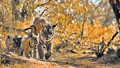 Tigress Machali with her last litter of three female cubs. (Aditya ‘Dicky’ Singh) Tigress Machali with her last litter of three female cubs. (Aditya ‘Dicky’ Singh)