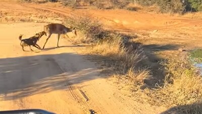 Dog chased the buck and caught hold of one of its hind legs. (YouTube/Latest Sightings) Dog chased the buck and caught hold of one of its hind legs. (YouTube/Latest Sightings)