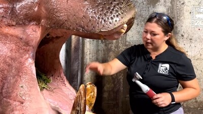 Keeper performing a dental procedure on the hippo. (Instagram/@cincinnatizoo)