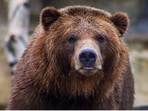A three-legged bear had broken into a Florida home and enjoyed some snacks. 
