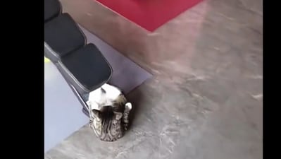 Picture of the cat exercising at the gym. (Twitter/@buitengebieden) Picture of the cat exercising at the gym. (Twitter/@buitengebieden)
