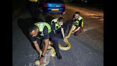 Police officers caught a 12-foot python. (Instagram/@West Midlands Police) Police officers caught a 12-foot python. (Instagram/@West Midlands Police)