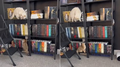 The image shows a kitten looking at a cat climbing a bookshelf. (Reddit/@westcoastcdn19) The image shows a kitten looking at a cat climbing a bookshelf. (Reddit/@westcoastcdn19)
