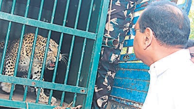 The wild cat was trapped in a cage placed in the woods near Lord Narasimha Swamy temple at seventh mile along the trekking route to Tirumala. (HT Photo) The wild cat was trapped in a cage placed in the woods near Lord Narasimha Swamy temple at seventh mile along the trekking route to Tirumala. (HT Photo)