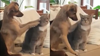 The image shows the dog petting its furry friend. (X/@buitengebieden) The image shows the dog petting its furry friend. (X/@buitengebieden)