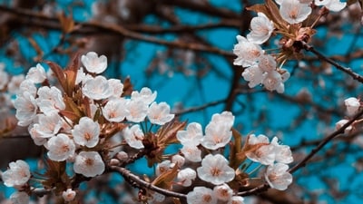 Jasmine and Bakuchiol: Benefits of these flowers in skincare (Photo by Павло Павлюк on Unsplash) Jasmine and Bakuchiol: Benefits of these flowers in skincare (Photo by Павло Павлюк on Unsplash)
