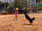 Dog playing volleyball. Dog playing volleyball.