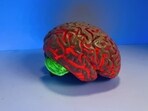 How mutant protein can invade brain: Study