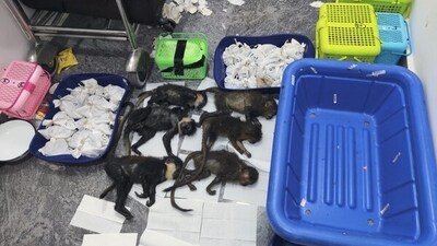 Officials deported the live animals to their country of origin and disposed of the dead animals with “proper sanitary measures”, according to a statement by the Customs department. (ANI) Officials deported the live animals to their country of origin and disposed of the dead animals with “proper sanitary measures”, according to a statement by the Customs department. (ANI)