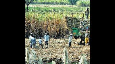 Deshmukh said farmers who opted for crop insurance will get the benefit. (REPRESENTATIVE PIC)
