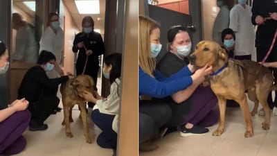 The image shows people petting and kissing the dog named Jax. (Facebook/@Regina Humane Society) The image shows people petting and kissing the dog named Jax. (Facebook/@Regina Humane Society)