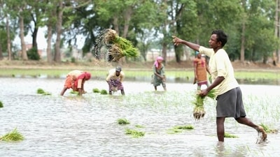 Farm workers transplanting paddy saplings after rain in Bathinda district of Punjab on June 26, 2023. The state relies heavily on the monsoon and groundwater through tubewells to irrigate crops. (Sanjeev Kumar/HT file photo)