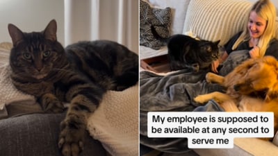 The image shows a cat looking at its human petting a dog. (Instagram/@mr.milothechonk) The image shows a cat looking at its human petting a dog. (Instagram/@mr.milothechonk)