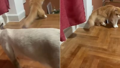 The image shows a cat looking at a kitty hiding behind a curtain. (Reddit/@MdnightRmblr) The image shows a cat looking at a kitty hiding behind a curtain. (Reddit/@MdnightRmblr)