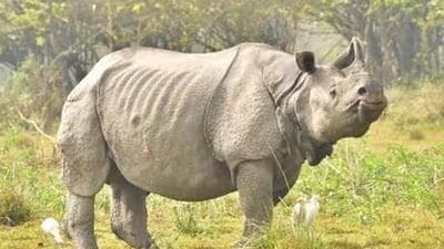 Rhino (File Photo)