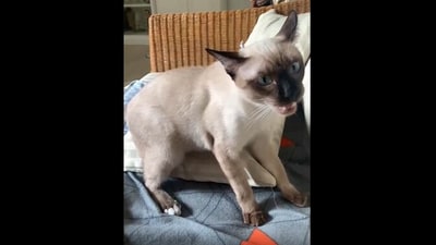 The image shows a cat staring at the camera. (Reddit/@MdnightRmblr) The image shows a cat staring at the camera. (Reddit/@MdnightRmblr)