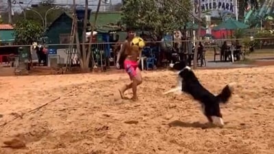Dog playing volleyball. (Twitter) Dog playing volleyball. (Twitter)