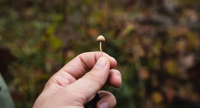 Psilocybin is a naturally occurring psychedelic substance found in "magic mushrooms. (Unsplash/Artur Kornakov) Psilocybin is a naturally occurring psychedelic substance found in "magic mushrooms. (Unsplash/Artur Kornakov)