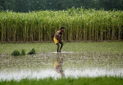 According to experts, the paddy crop is likely to be damaged most in eastern UP which has not only received the lowest rainfall, but also accounts for 54% — the highest — paddy cultivation in the state. (REUTERS)