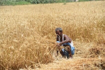 A high-ranking state agriculture department official in Bihar said that the climate crisis was “visible” and “impacting cropping patterns”. (HT Photo)
