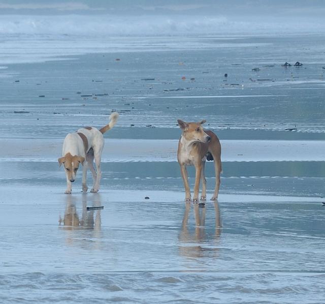 The beach boys (Prerna Jain) The beach boys (Prerna Jain)
